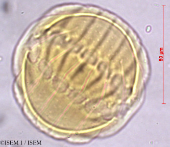 ISEM 1/Monnina_bridgesii_29464/Monnina_bridgesii_29464_0001(copy)_thumb.jpg